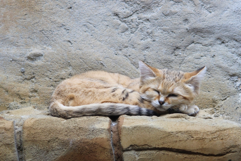 Дикий барханный кот