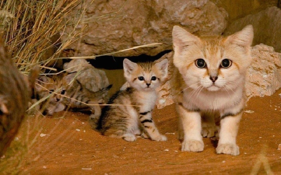 Барханный кот котята