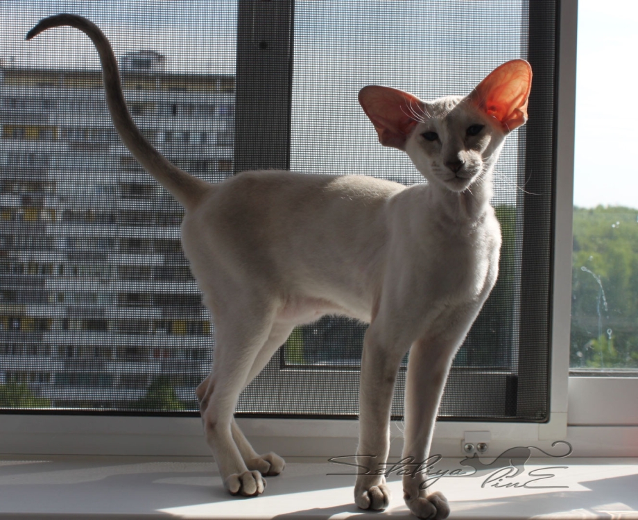 Петерболд кошка