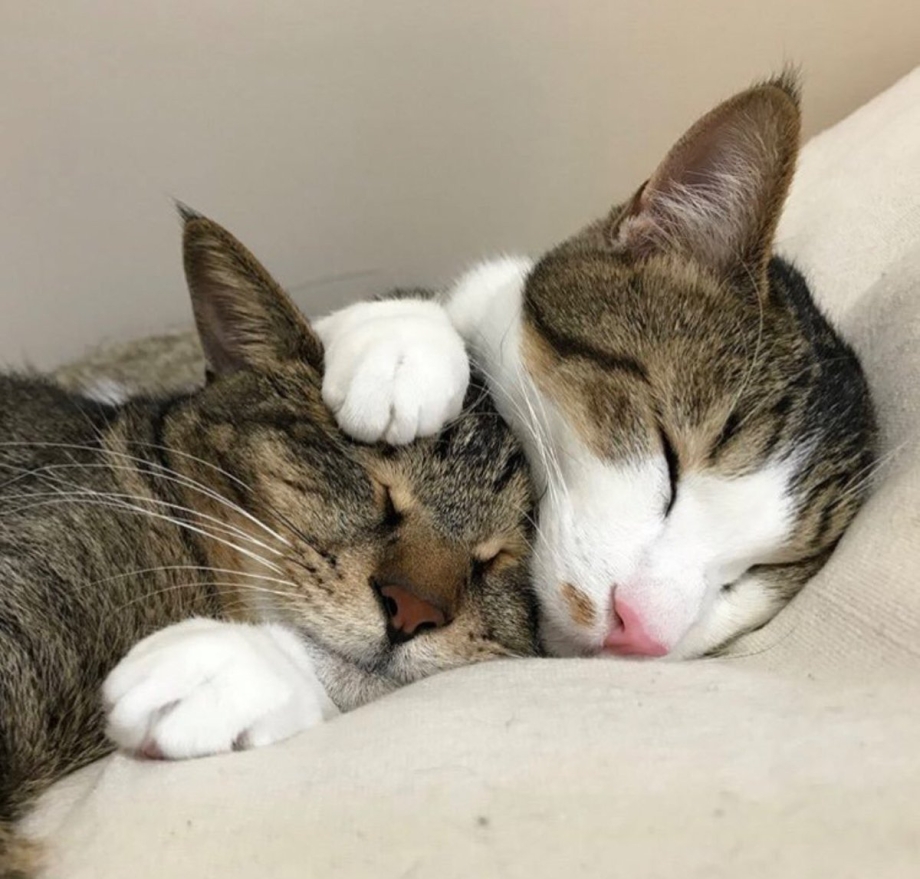 Котики обнимаются