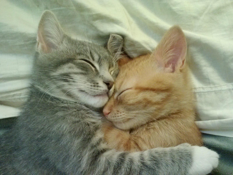 Обнимашки котят