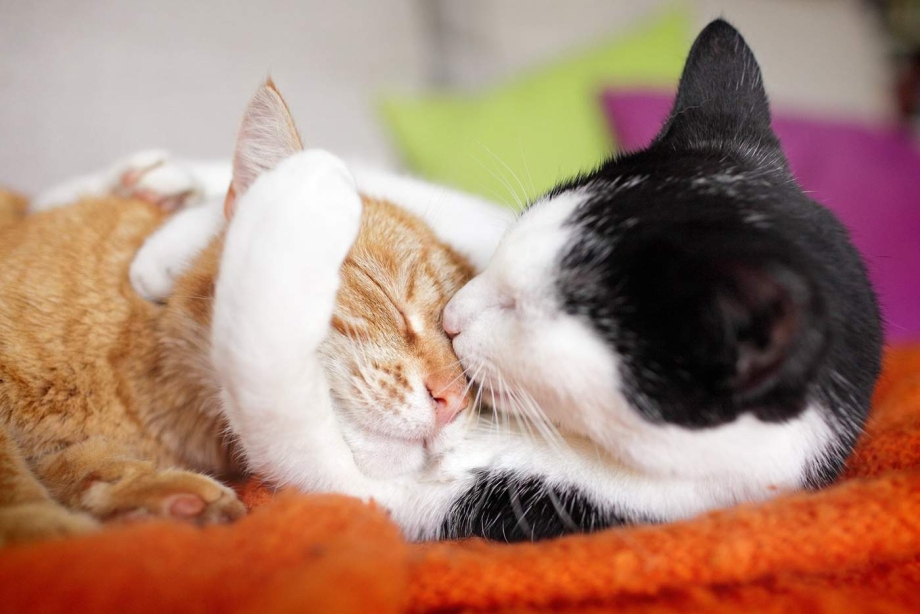 Котики обнимаются