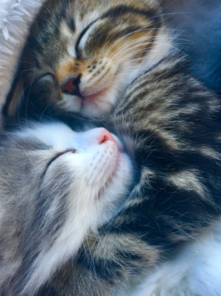 Кошки любовь