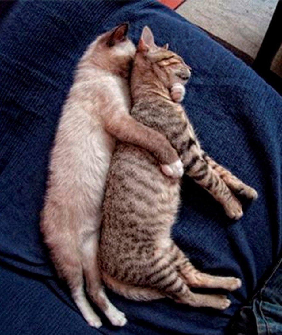 Коты спят вместе