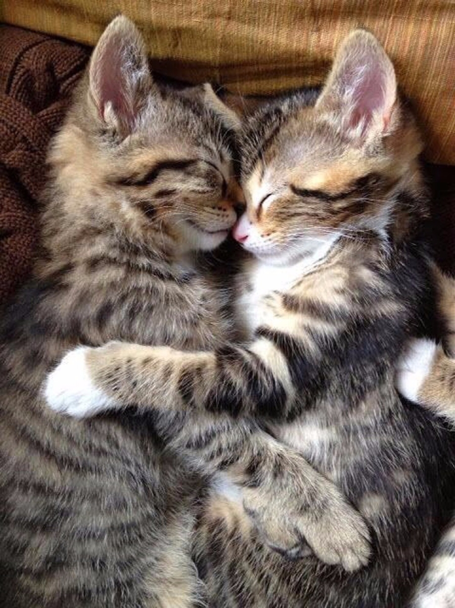 Котики обнимашки