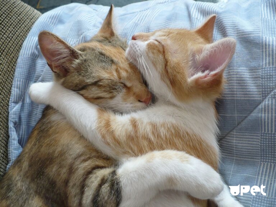 Обнимашки котов