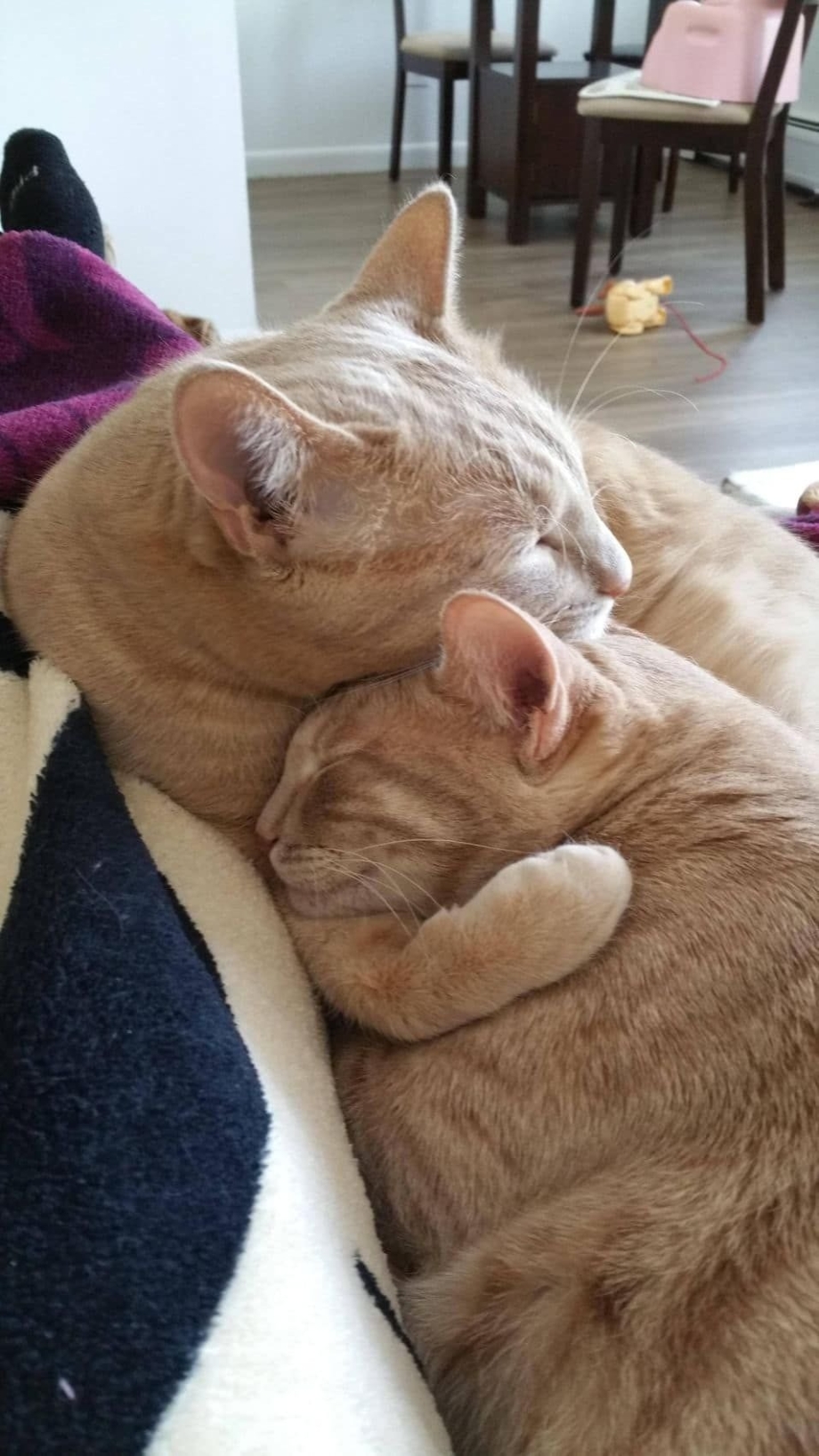 Обнимашки котиков