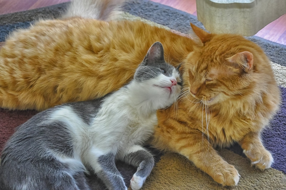 Кошки обнимаются
