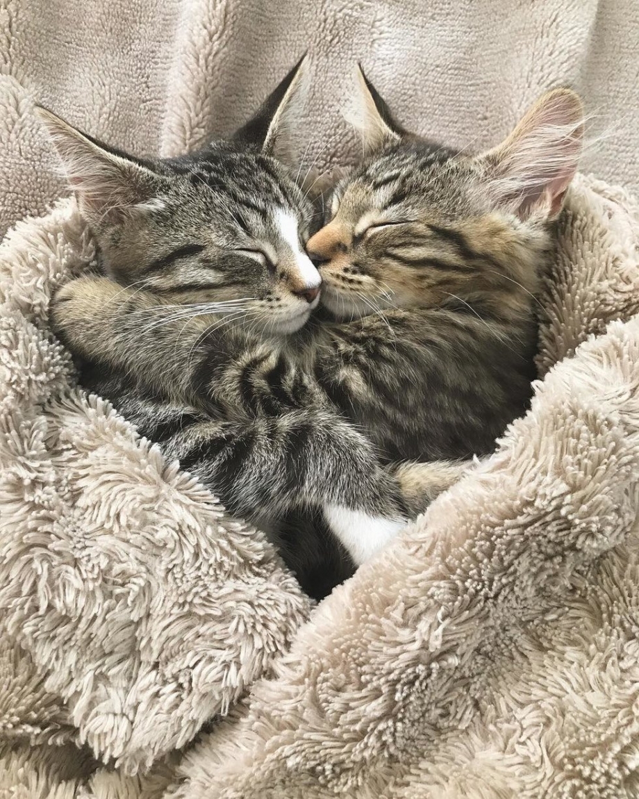 Коты обнимаются