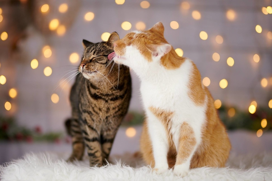 Коты обнимаются