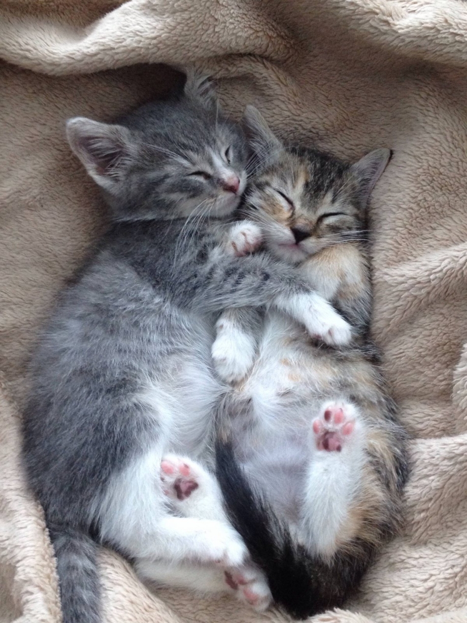 Котята любовь