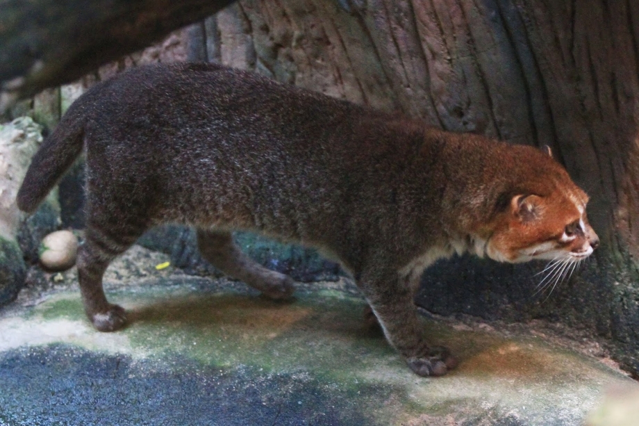 Prionailurus planiceps