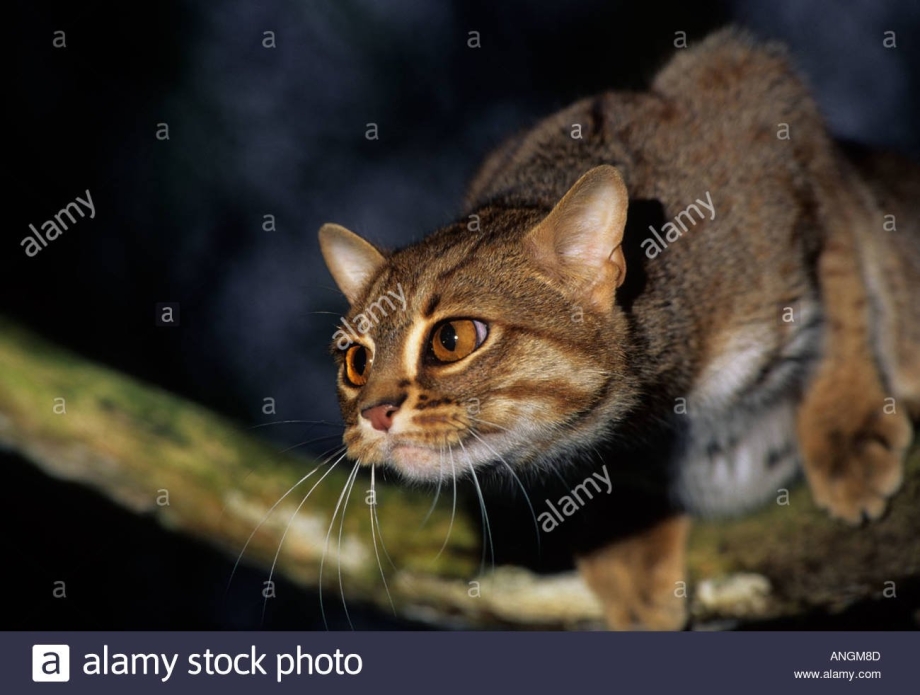 Римская островная кошка