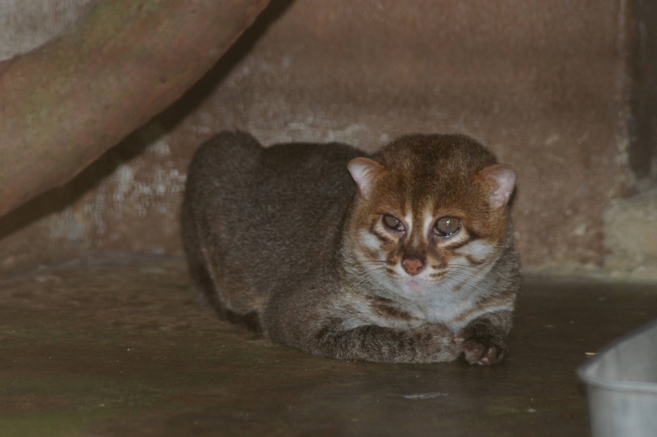 Prionailurus planiceps