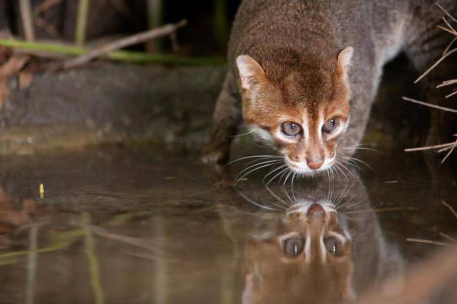 Суматранская кошка Prionailurus planiceps