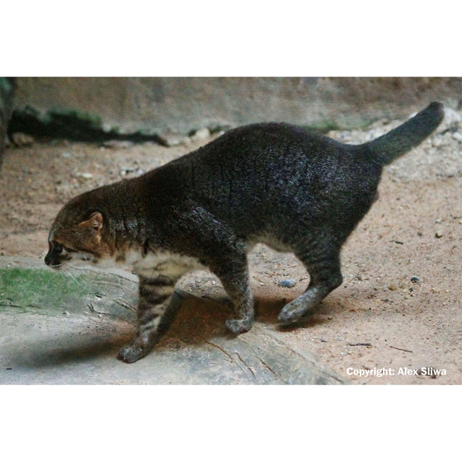 Суматранская кошка красивая