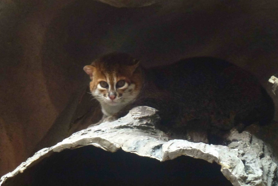 Суматранская кошка домашние животные