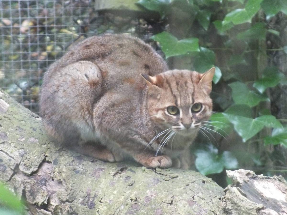 Ржавая кошка