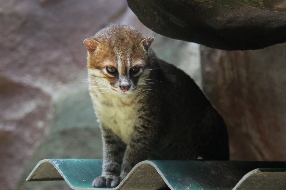 Суматра́нская кошка