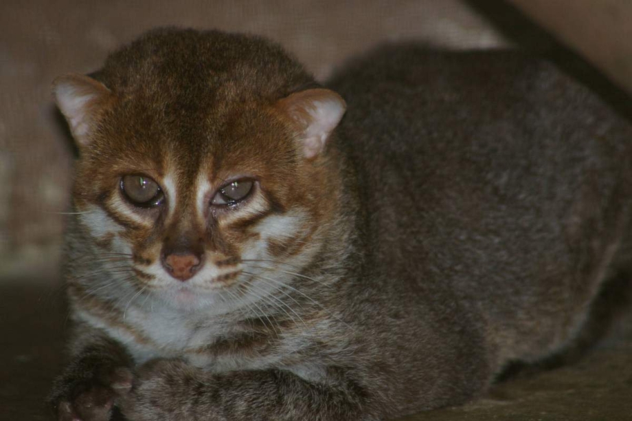 Суматранский кот