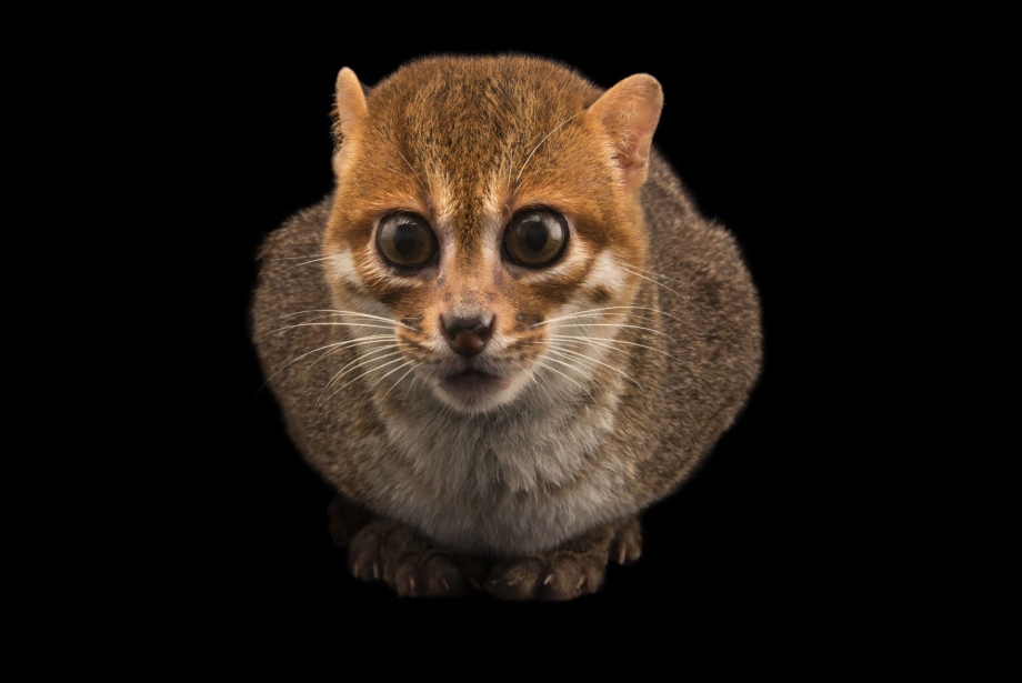 Суматранская кошка Prionailurus planiceps
