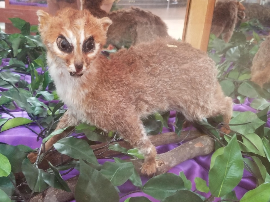 Ржавопятнистая кошка