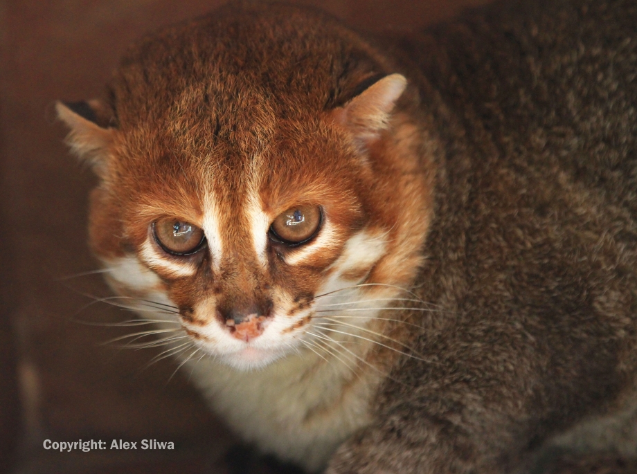 Prionailurus rubiginosus самая маленькая