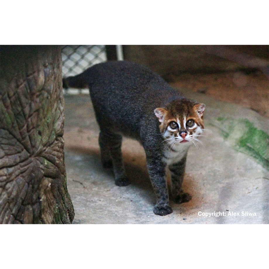 Суматранская кошка Prionailurus planiceps