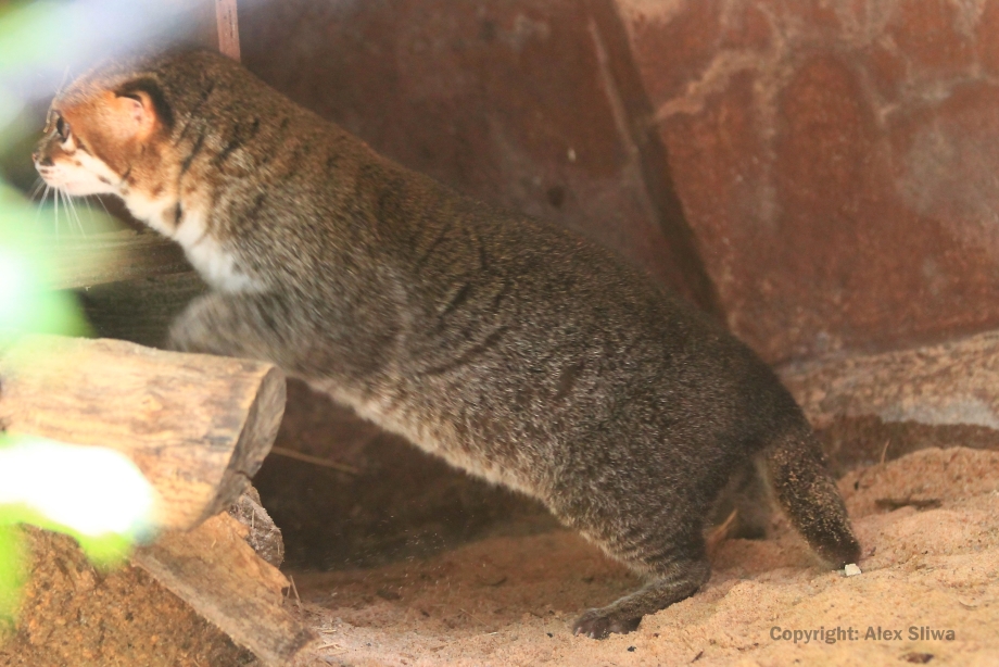 Кошки фото