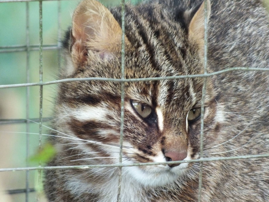 Ржавая кошка