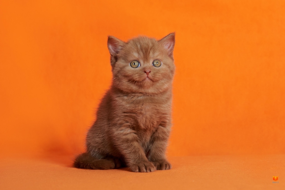 Коричневый котенок