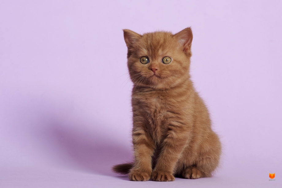 Шотландский скоттиш циннамон