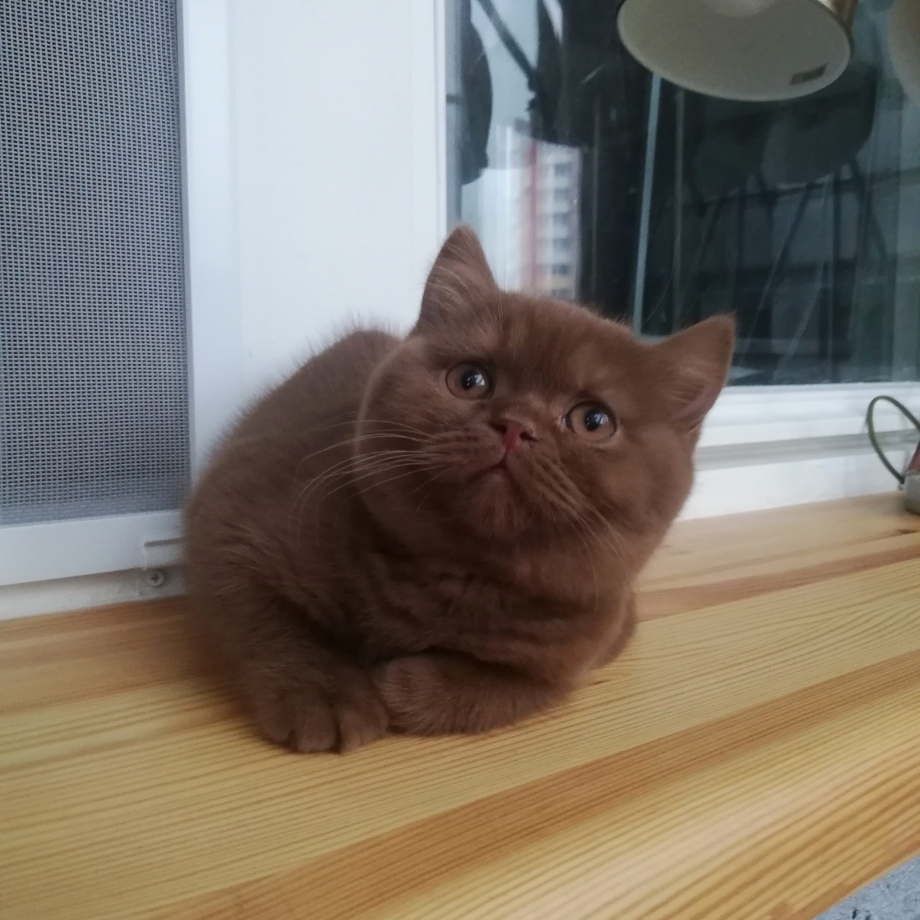 Шотландская кошка страйт циннамон