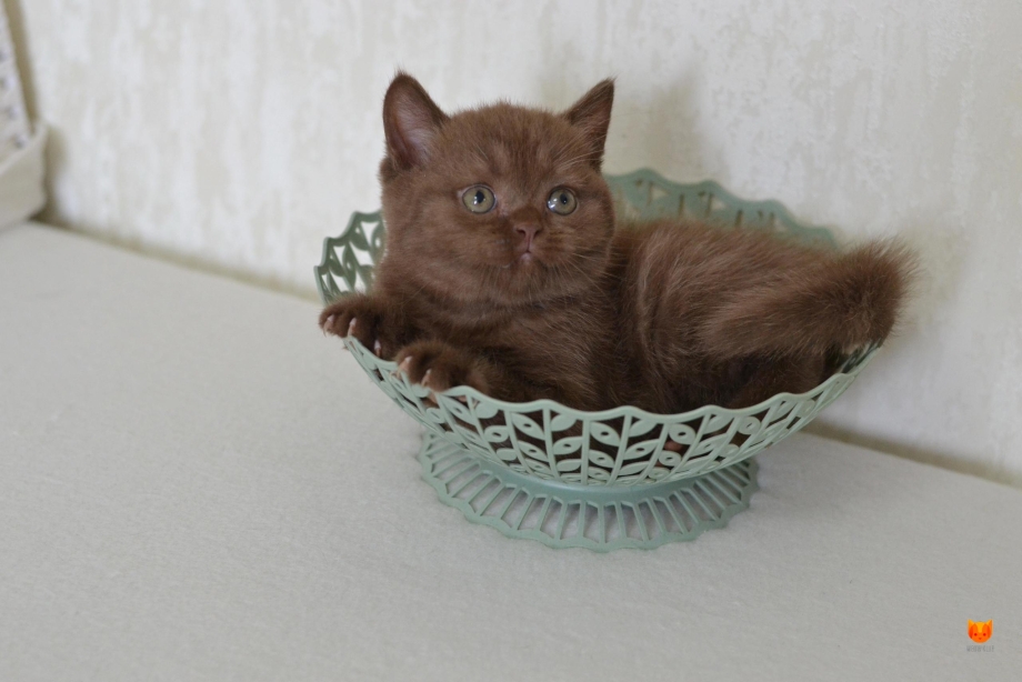 Шотландская кошка циннамон