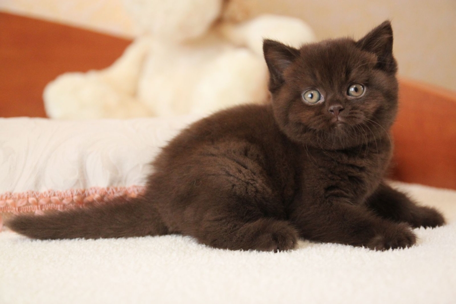 Кот шотландский вислоухий циннамон