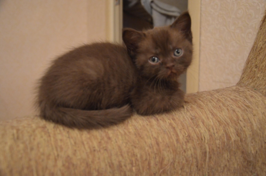Шотландские котята шоколадный Пойнт 2 месяца