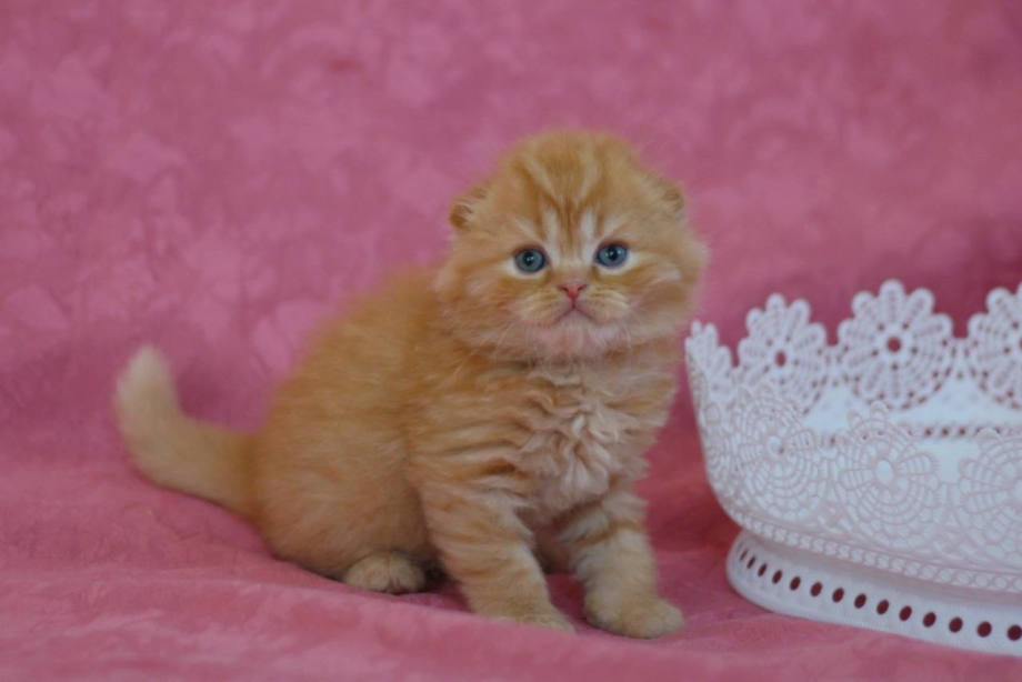 Котята Шотландские питомник циннамон шоколад