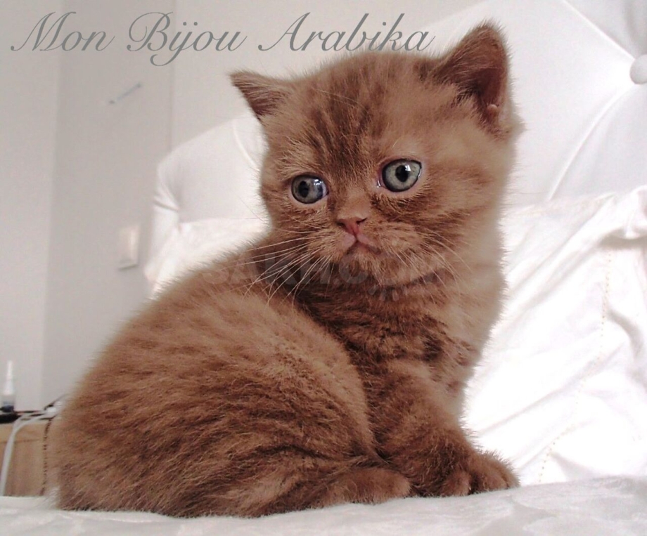 Шотландский скоттиш циннамон