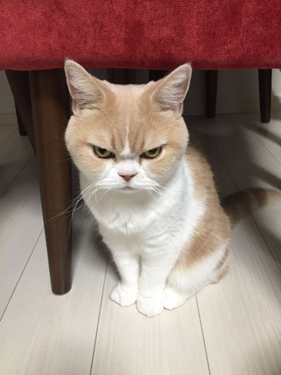 Коюки японский кот