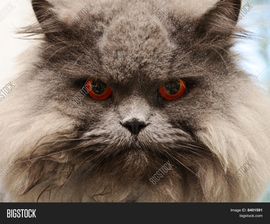 Котики злые морды