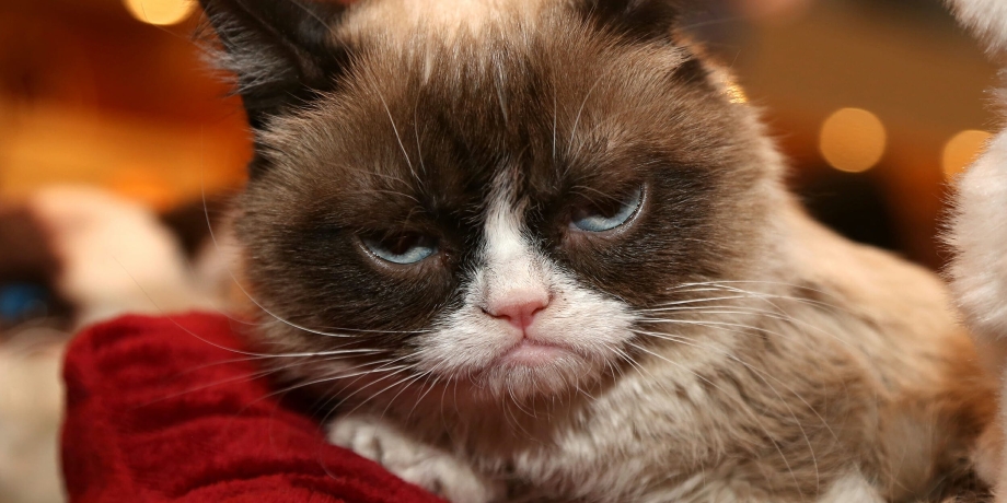 Grumpy Cat Мем оригинал