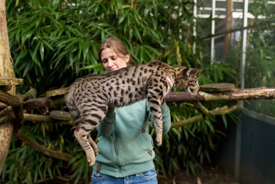 Кошка Ашера