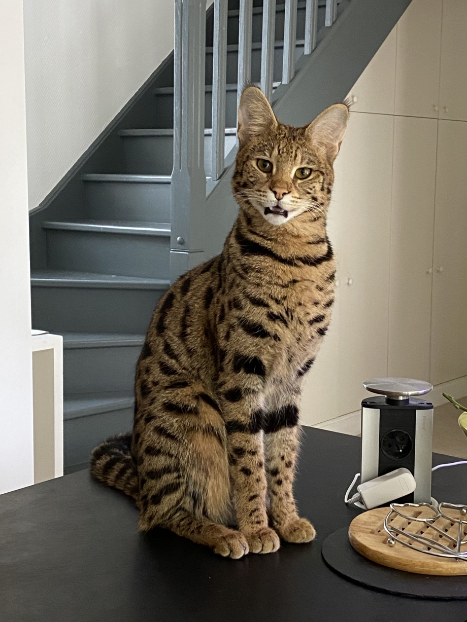 Большие домашние коты