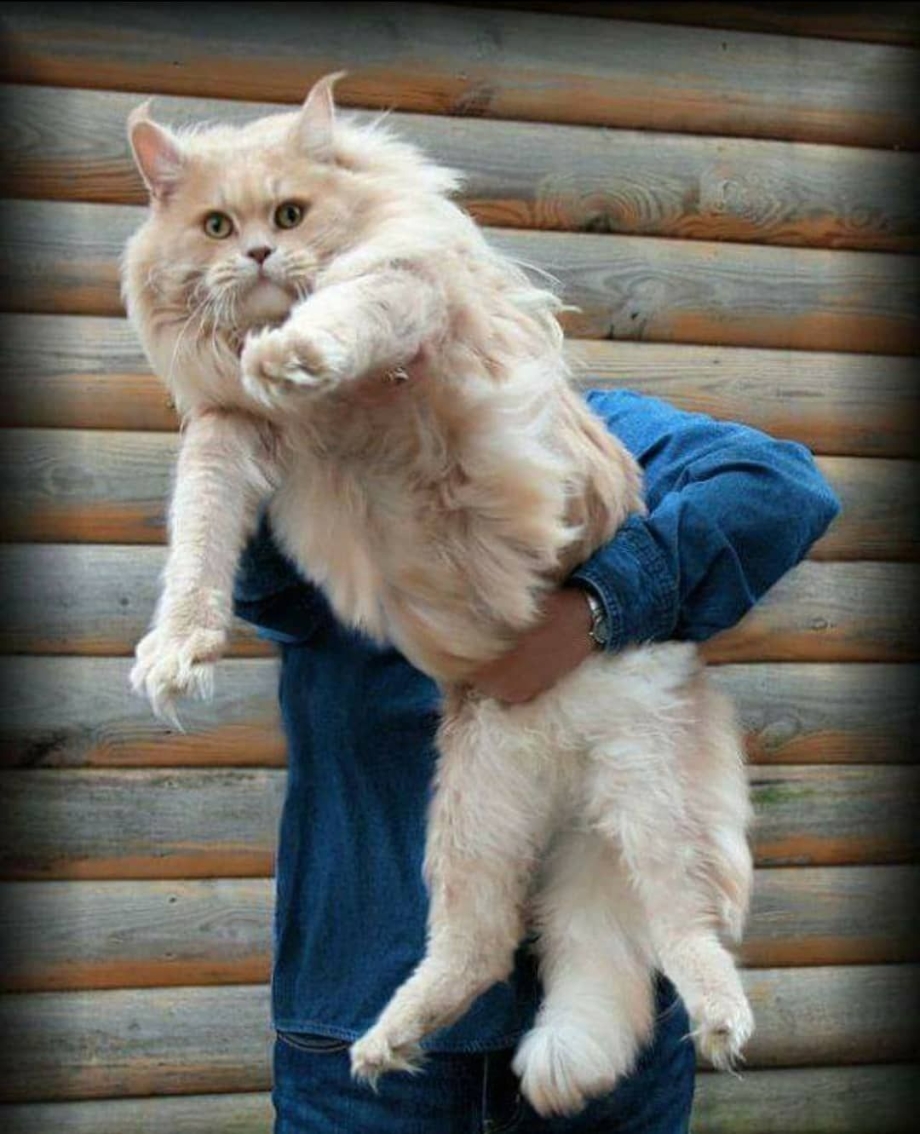 Гигантский кот Мейн кун
