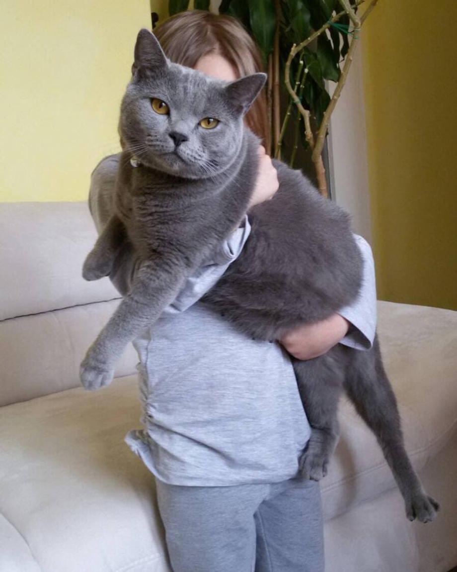 Большие породистые коты