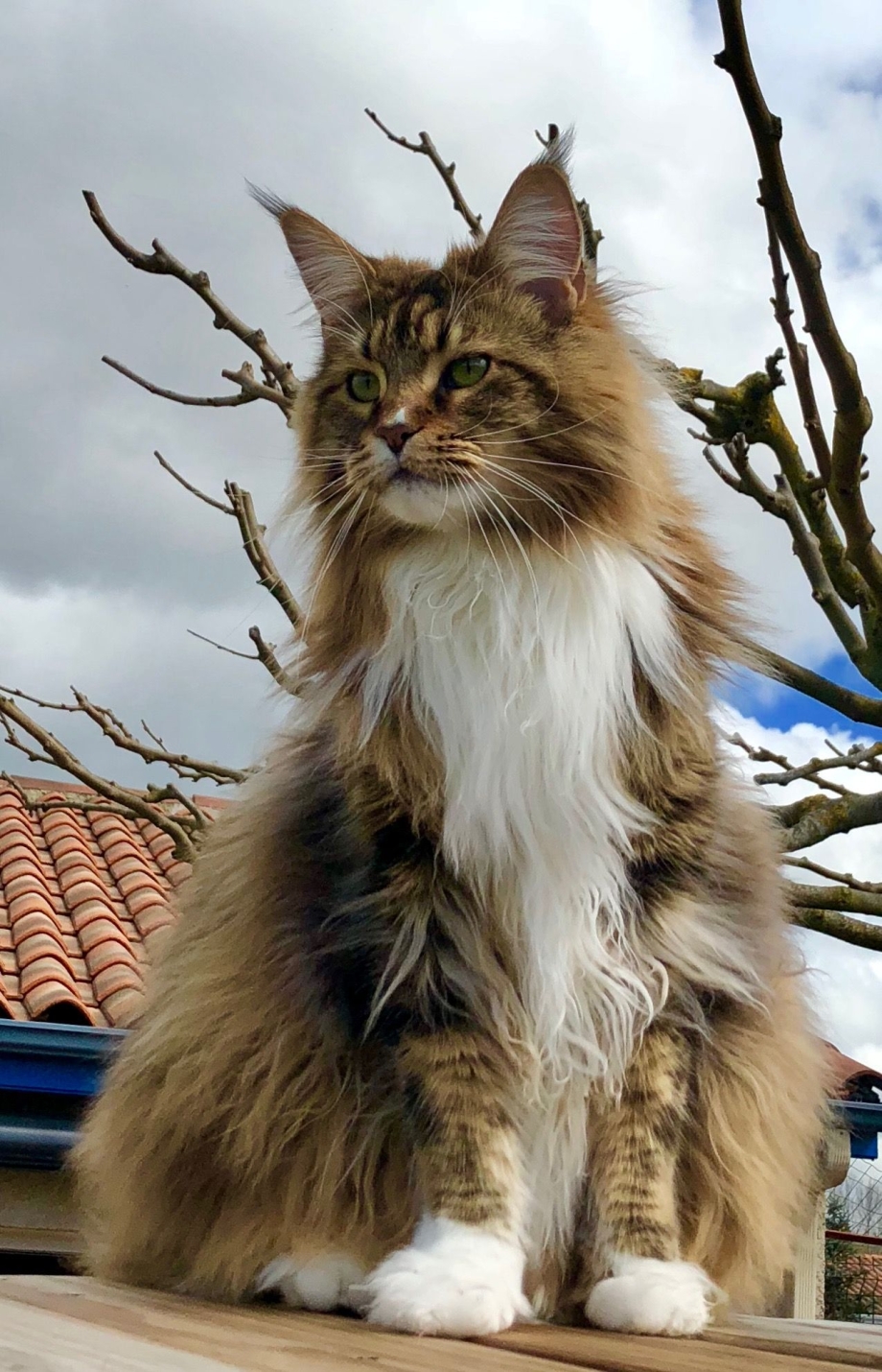 Кошка Мейн кун