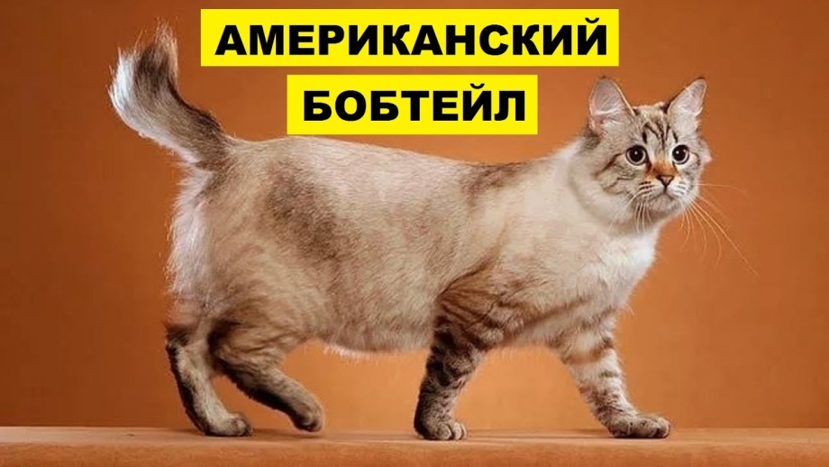 Британский бобтейл