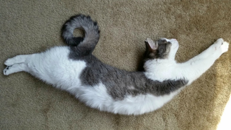 Кошка с закрученным хвостом