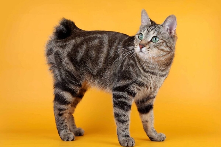 Сторожевой кот