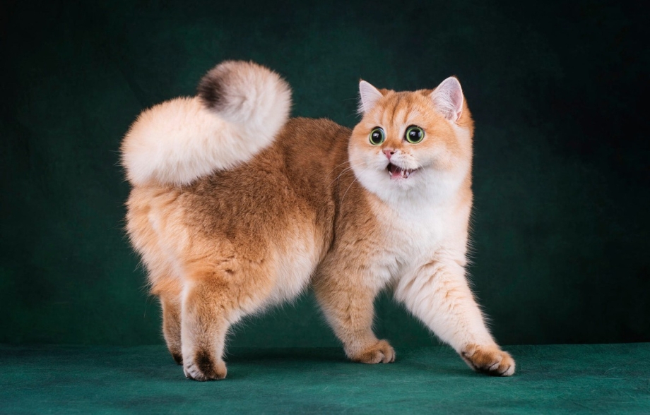 Мэнкс (Мэнская кошка)